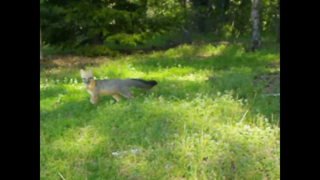 Grey Fox Barking to Protect Cubs under Barn YouTube