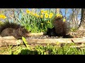 Squirrels and Backyard Birds - 8 Hour Video for Pets - June 13, 2021