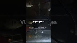 Vieja Argantea