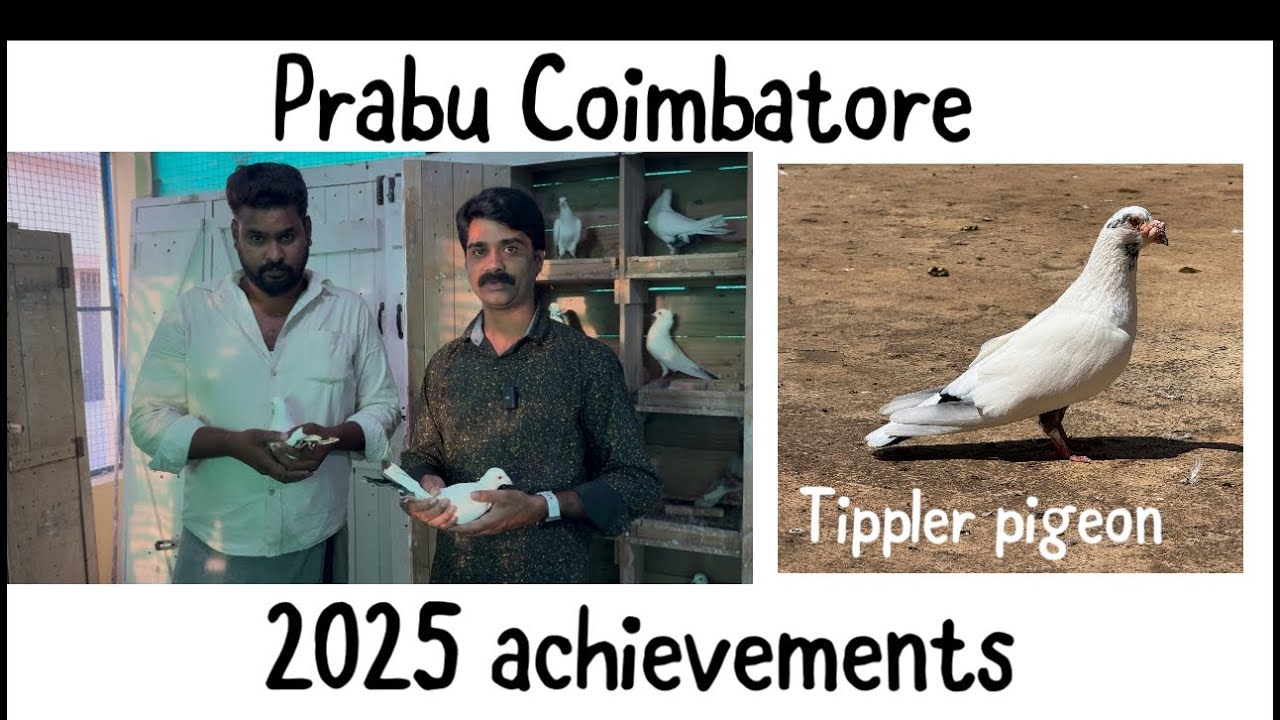 Prabu 2025 achievements 21 hrs + in tournament tippler pigeon 