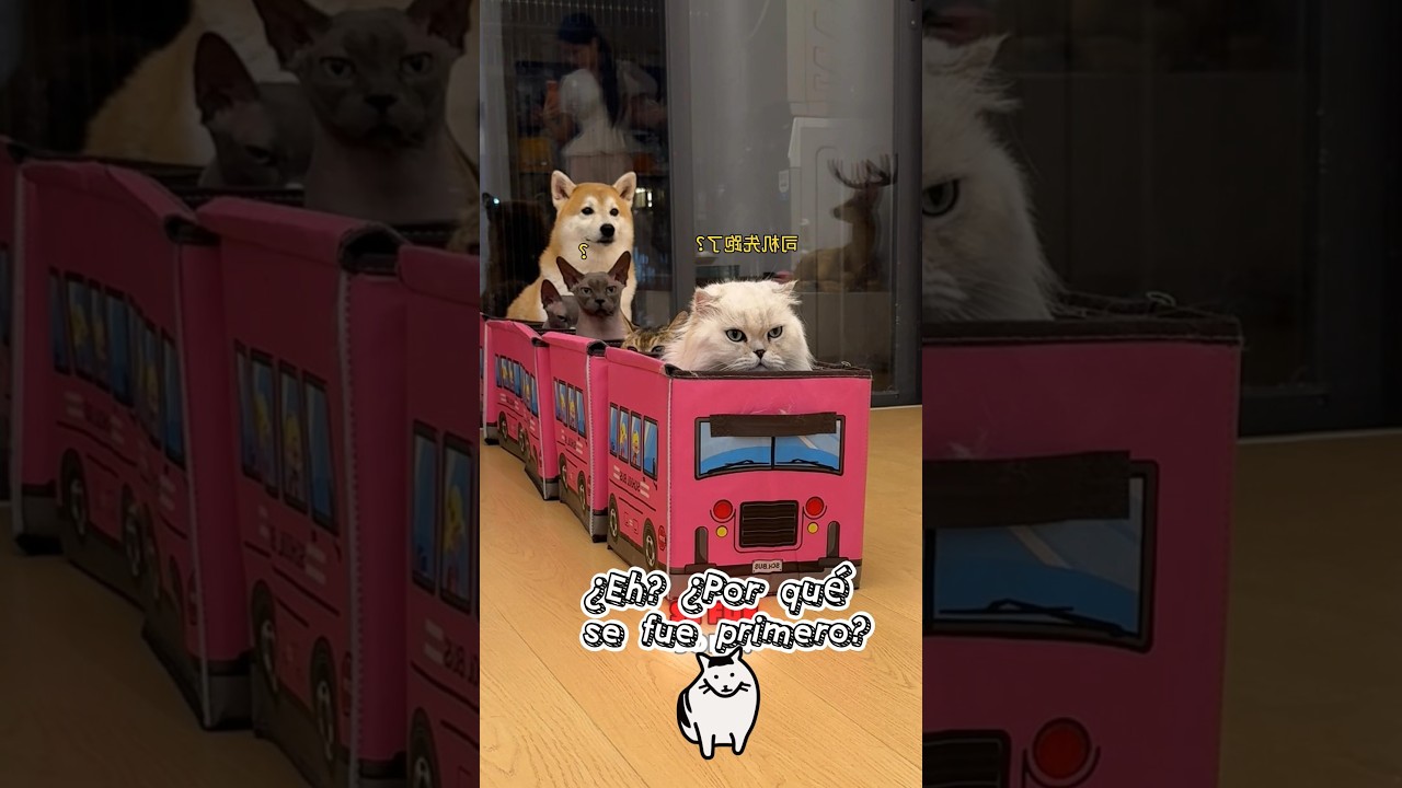 Culpa Del Perro Torpe! ¡Pesa Demasiado!🐶😤😹