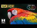 16K HDR Dolby Vision 120FPS – ULTRA Real Nature Demo 🌿 (Best 8K / 4K OLED TV Test)