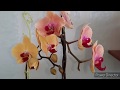 Орхидея Голден Бьюти-Цветение/Сравним с Карибской Мечтой/Собираю дождевую воду/10.06.20.