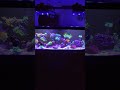 Wind-down Wednesday #reef #reefnchill