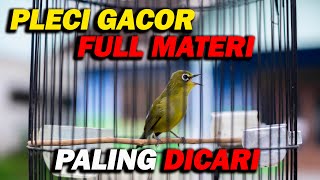 PLECI GACOR FULL MATERI , PANCINGAN PLECI UNTUK CEPAT BUKA PARUH