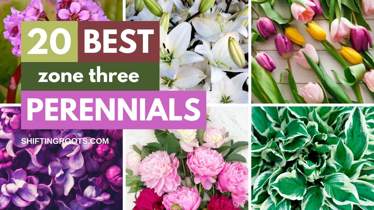 53 Favourite Perennials To Plant In Zone 3