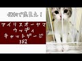 【便利な猫ゲージ！】アイリスオーヤマウッディキャットゲージ3段使用レビュー