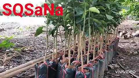 Cách phân biệt giữa bưởi Rubi với bưởi Da Xanh