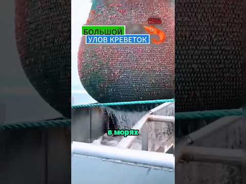 Полная сеть морепродуктов 😯