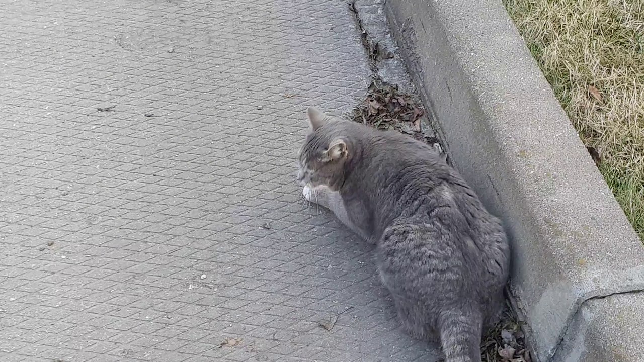 Котоблог дзен