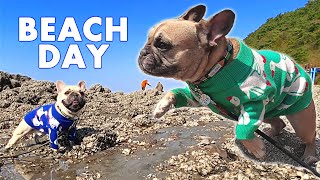 My Dogs Visit A Beach On An Island | Griffin Frenchie Vlog 강아지랑 제부도 놀러가기!