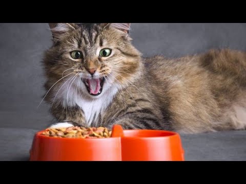 Топ-10 лучших холистик кормов для кошек