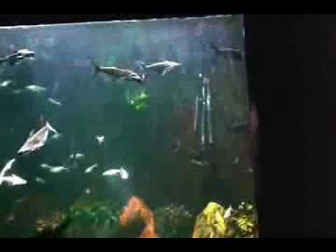 Biggest Underground Aquarium of India at Bagh-e-Bahu, Jammu india country video