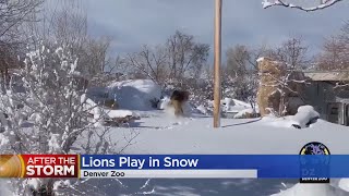 Denver Zoo Loving The New Snow