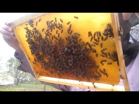 Мукачёвская карпатка