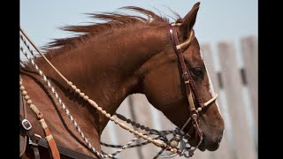 Tackle the 2 Rein-Learn 3 Legal Ways to Hold the Reins