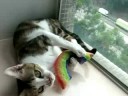 HTA.hk cats LOVE the Yeowww catnip rainbows !