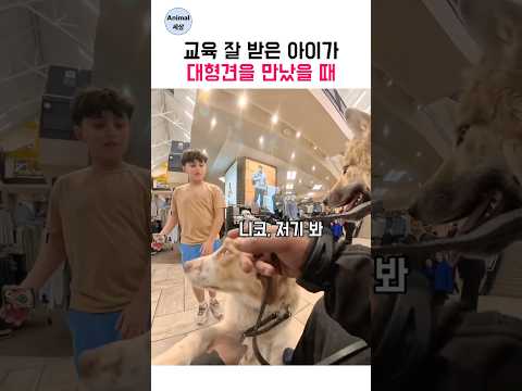 교육 잘 받은 아이가 대형견을 만났을 때 thumbnail