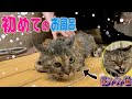 一年前までシャーシャーだった愛猫を初めてお風呂に入れてみた結果...。
