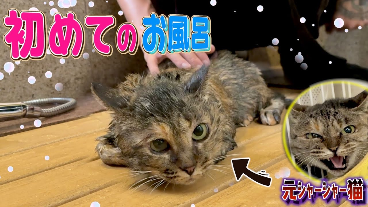 一年前までシャーシャーだった愛猫を初めてお風呂に入れてみた結果...。