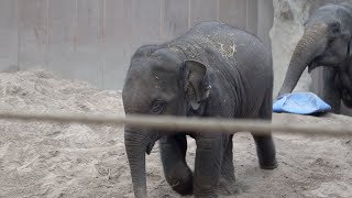 En elefantunge uden øre? 🐘 (OBS stærke billeder)