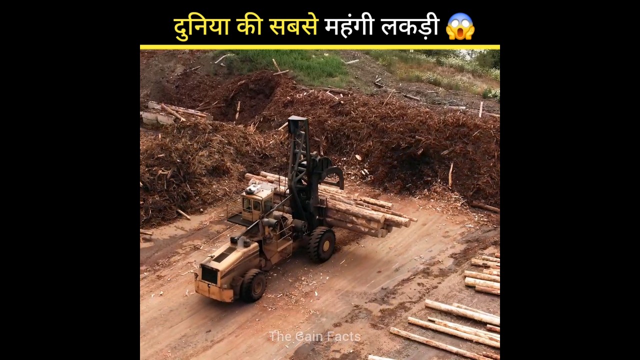 world's most expensive wood