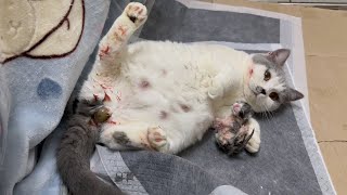 Cat Giving Birth to 4 Kittens | Meowing TV by Meowing TV 3,363 views 4 months ago 8 minutes, 17 seconds