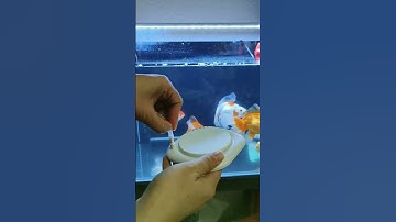 Review sủi oxy nano siêu mịn cho bể cá #aquarium #cacanh77 #sủioxy