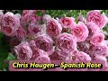 🌹Spanish Rose ~Chris Haugen, 기타 연주곡,연주곡