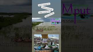 area rehabilitasi  mangrove pesisir pantai utara tangerang #short #green #mangrove