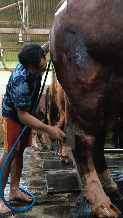 untuk kenyaman sapi sapi kami, selain memandikan, kami juga rutin meyikat tubuh mereka.