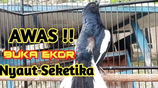 PANCINGAN KACER GACOR BUKA, EKOR SEKALI DENGAR KACER LAIN LANGSUNG NYAUT FULL MATERI  SANGAR