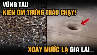 Vũng Tàu Kiến Đen Ôm Trứng Tháo Chạy Khỏi Tổ Gia Lai Bong Bóng Sủi Bọt, Xoáy Nước Trên Sông Ba