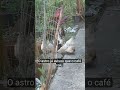 olha elas aí chama no like