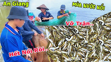 An Giang Mùa Nước Nổi Cá Từ Đầu Nguồn Kéo Về Bà Con Bội Thu Kéo 1 Lưới Cả 100 Ký