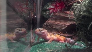 Hungry Leopard gecko chases crickets and misses - learning to hunt - fail ...then success