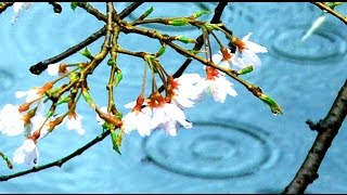 Sleep Now-- Rain & Zen Garden- Total Relaxation And Restoration 2 Hours