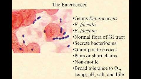 bio220 video lecture enterococci