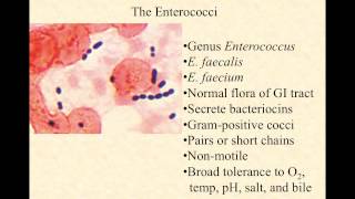 bio220 video lecture enterococci