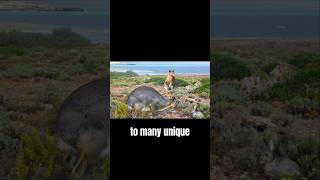 The Mega Rabbit Of Menorca Island