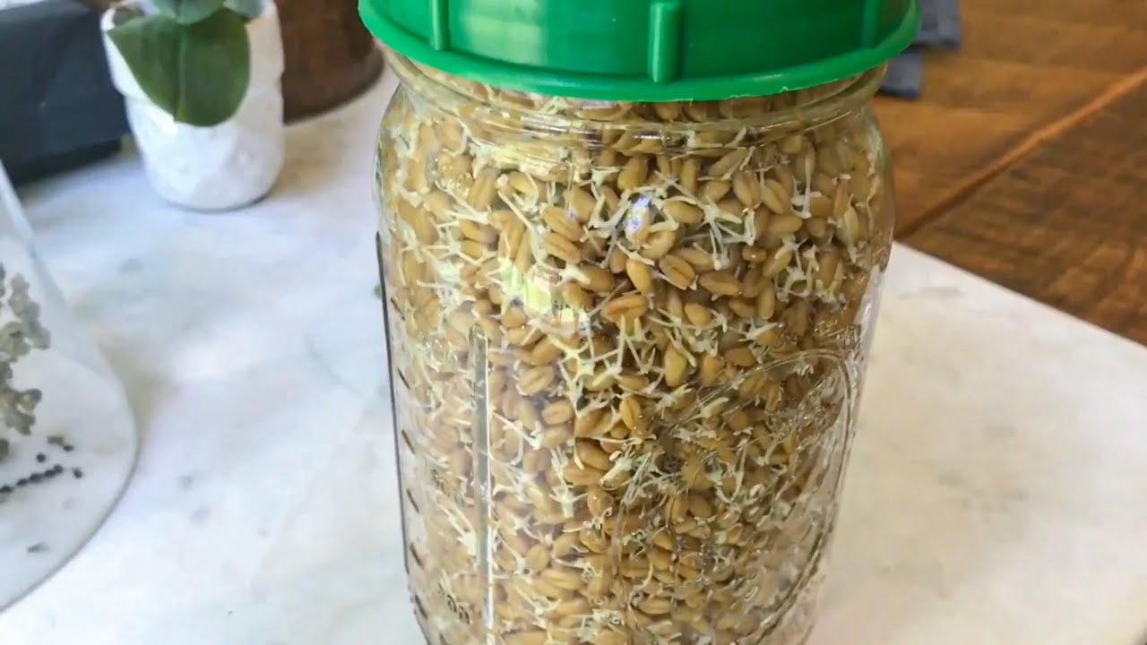 HOW TO GROW WHEAT GRASS AT HOME - SPROUTING 