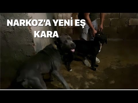 CANE CORSO NARKOZ AYILIĞINDAN VAZGEÇMİYOR :)