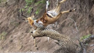 LEOPARD HUNTS AN IMPALA | Lion Come To Attack Leopard And Rescue Impala