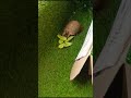 قاعده مفخده