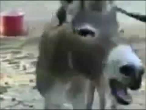 Burro cagado de la risa