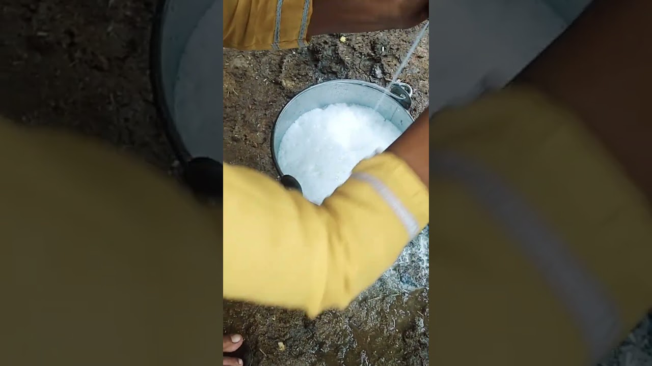 #sachisingh #trending #viral #buffaloes #milking by indian #full video #buffaloes #milking youtuber 