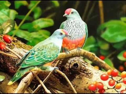 شيماء الشايب القريب منك بعيد   