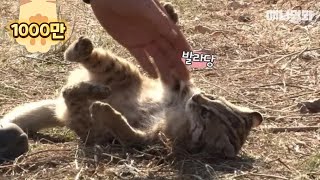 Cute and lovely leopard cat following around its owner