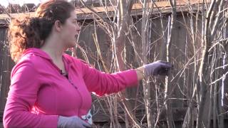 Pruning Thinning vs Heading Cuts Net Worth