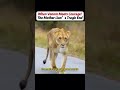 #animals #wildliferescue #wildanimals